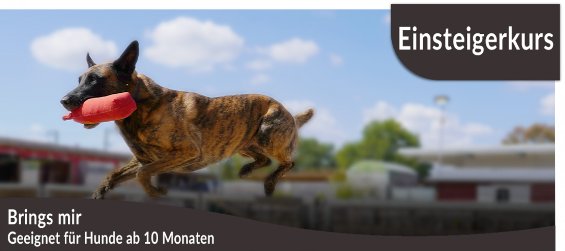 Einsteigerkurs: Brings mir! Apportieren lernen und Spaß haben