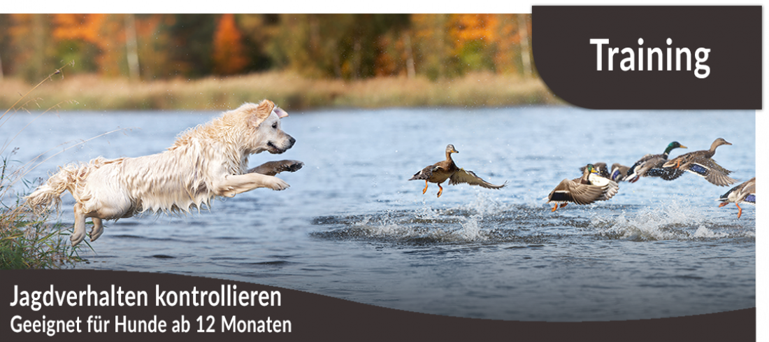 Jagdverhalten kontrollieren