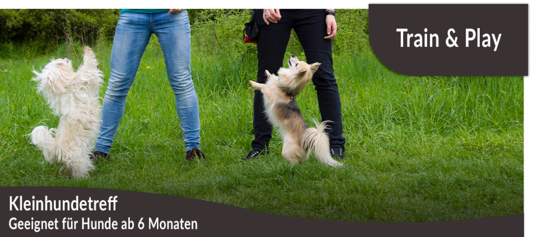 Kleinhundetreff: Train and Play