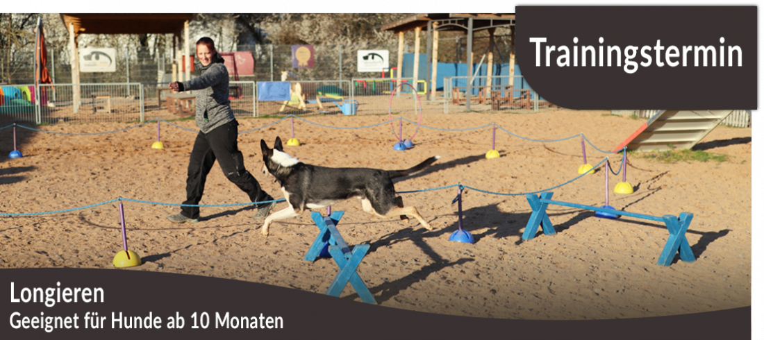 Trainingstermin: Longieren 