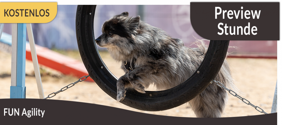 Preview-Stunde: Fun-Agility