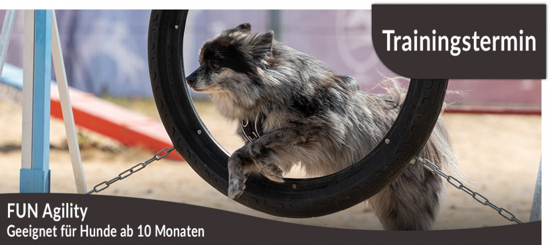 Trainingstermin: Fun-Agility