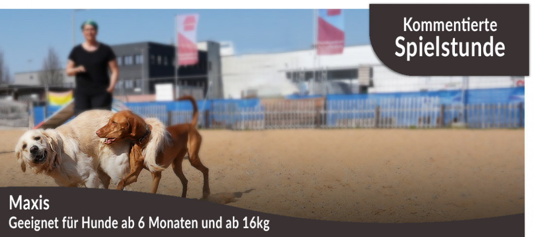 Kommentierte Spielstunde: Maxis (Hunde ab 6 Monate und ab 16kg)