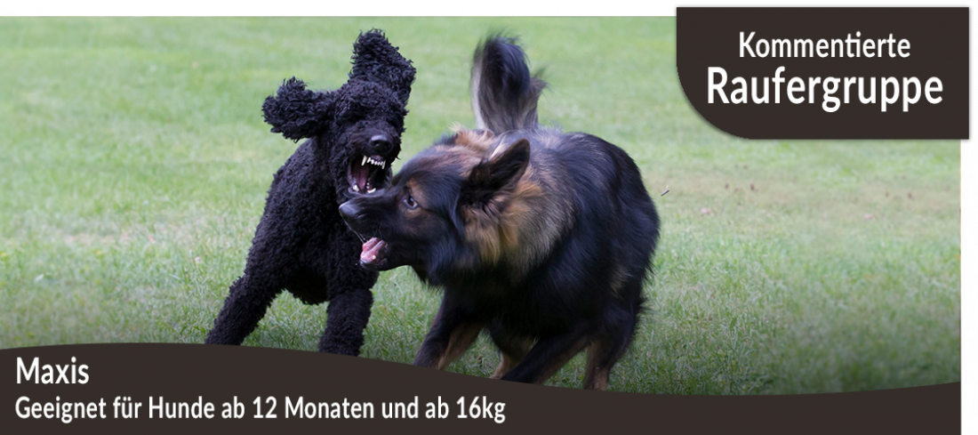 Kommentierte Raufergruppe: Maxis (Hunde ab 12 Monate und ab 16kg)