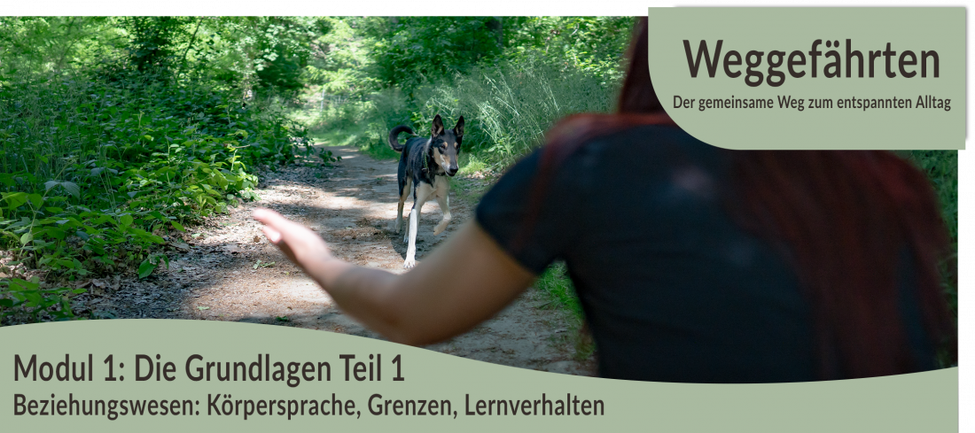 Weggefährten: Der gemeinsame Weg zum entspannten Alltag - Modul 1