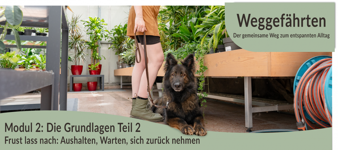 Weggefährten: Der gemeinsame Weg zum entspannten Alltag - Modul 2