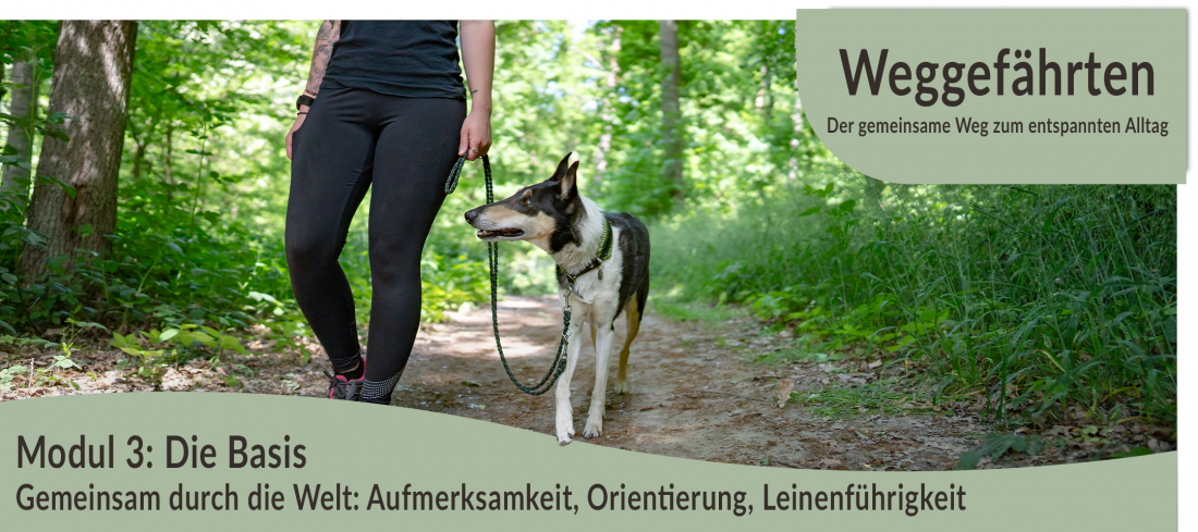 Weggefährten: Der gemeinsame Weg zum entspannten Alltag - Modul 3