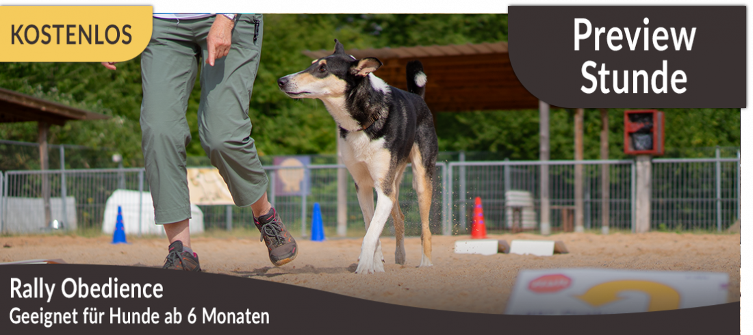 Preview-Stunde: Rally Obedience 