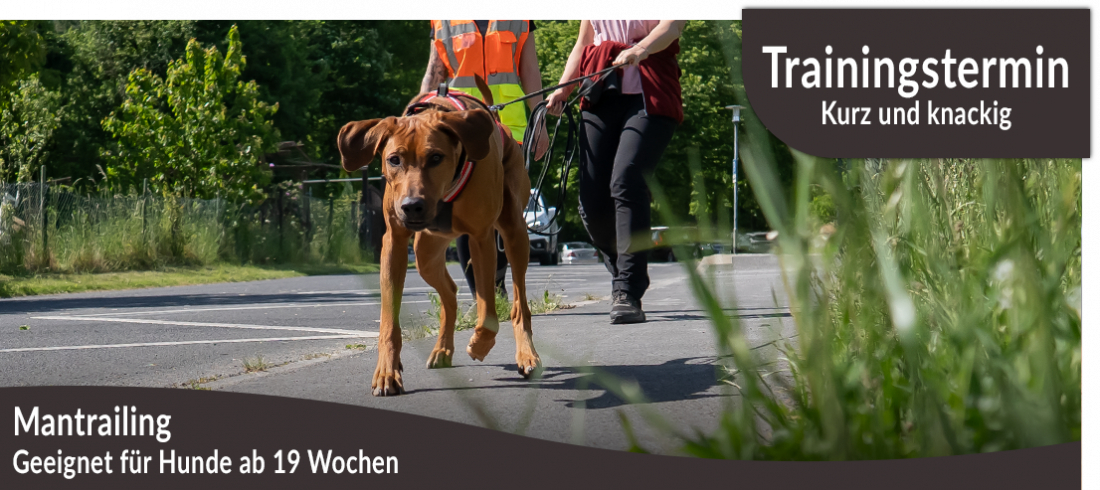Trainingstermin: Mantrailing kurz und knackig