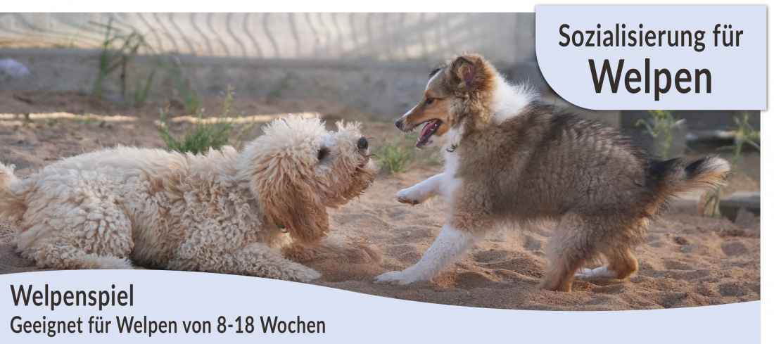 Welpenspielstunde 8 bis ca. 17/18 Wochen