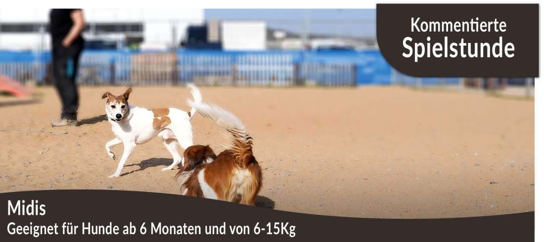 Kommentierte Spielstunde: Midis (Hunde ab 6 Monate und von 6kg bis ca. 15kg)