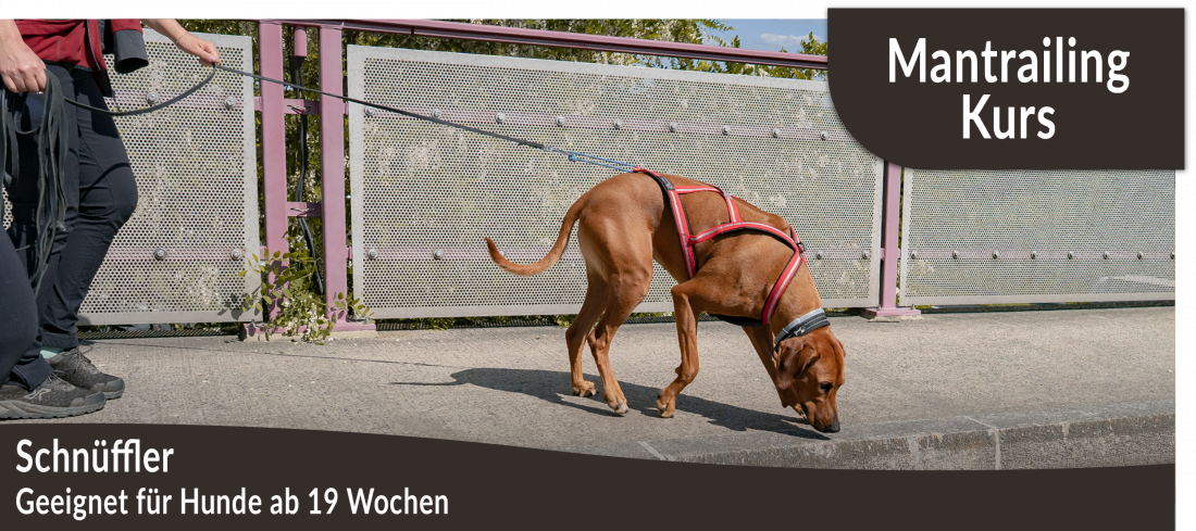 Mantrailing-Kurs: Schnüffler