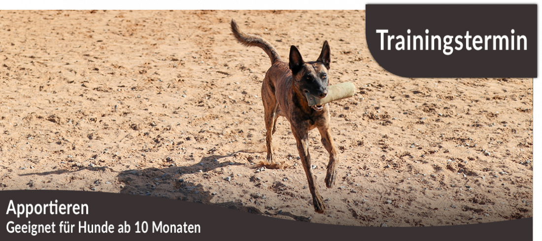 Trainingstermin: Apportieren 