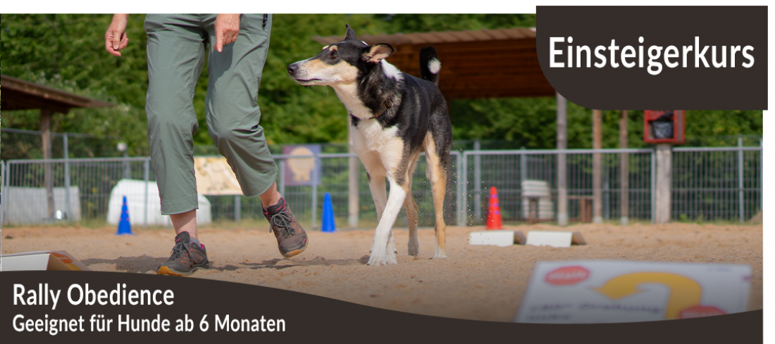 Einsteigerkurs: Rally Obedience
