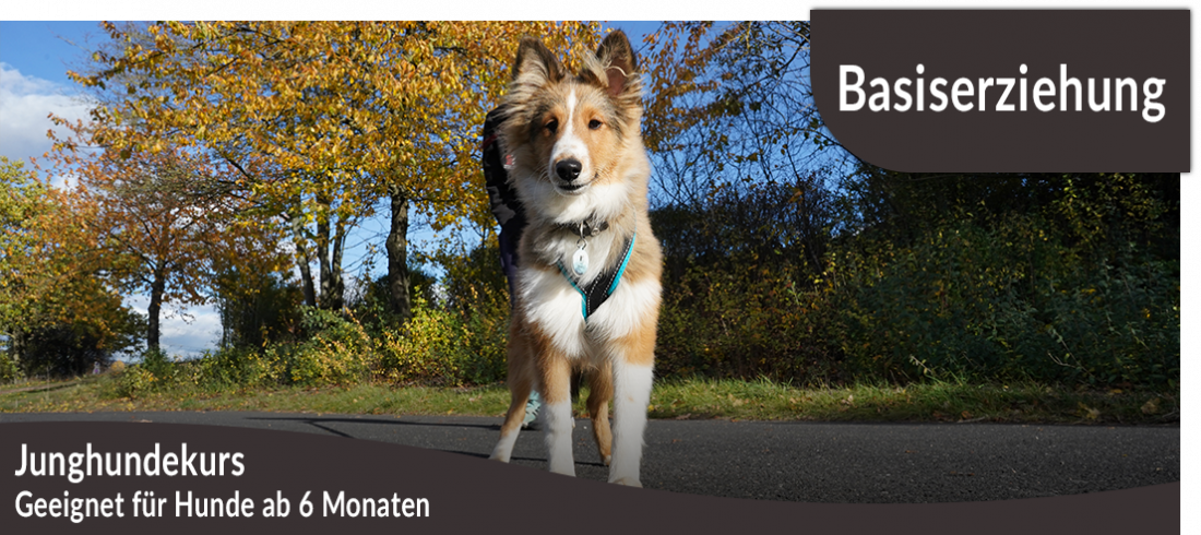 Junghundekurs