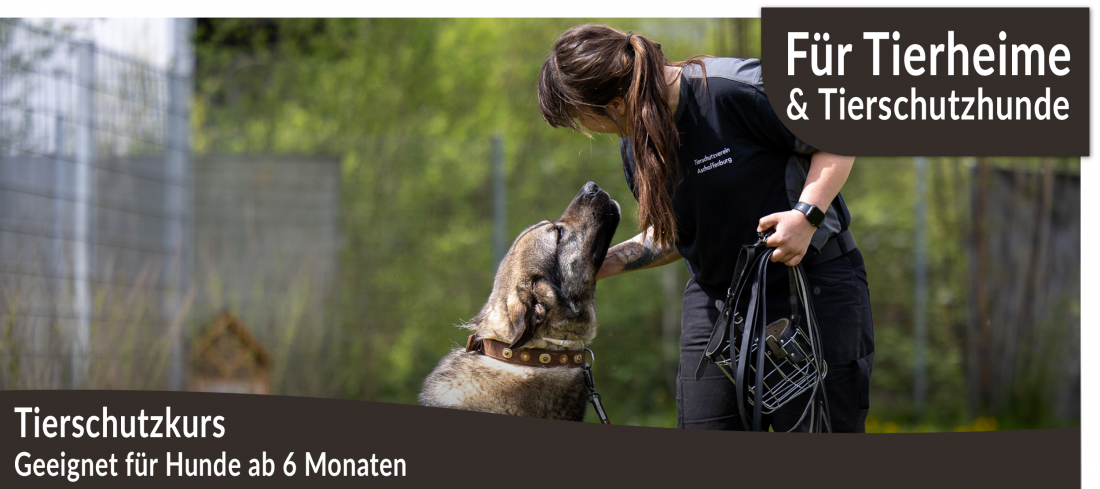 Tierschutzkurs: für Tierheimmitarbeitende und übernommene Tierschutzhunde