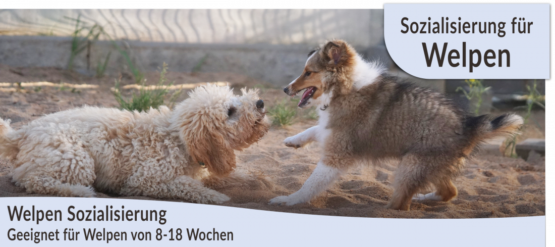 Welpen: Sozialisierung