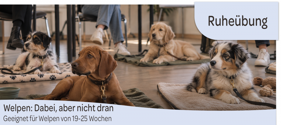 Welpen: Dabei, aber nicht dran